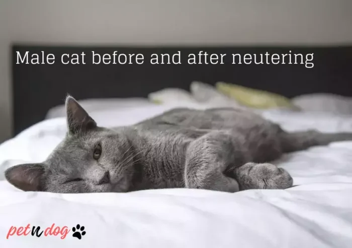 Male Cat After Neutering