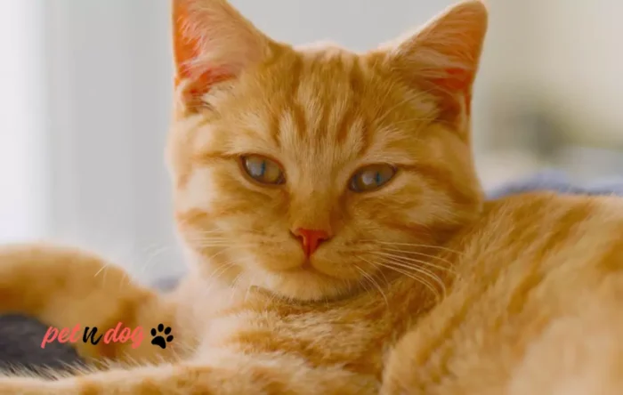 Orange Tabby Cat Health Issues