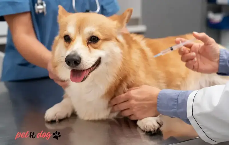 Dog Behavior after Vaccination