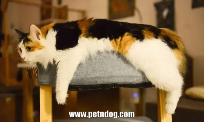 Female Calico Cat Lifespan