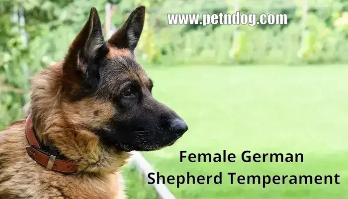 Female German Shepherd Temperament
