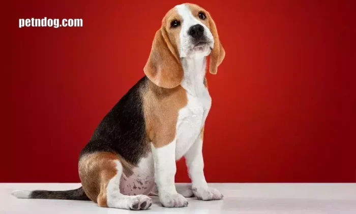 The Overweight Beagle Lifespan