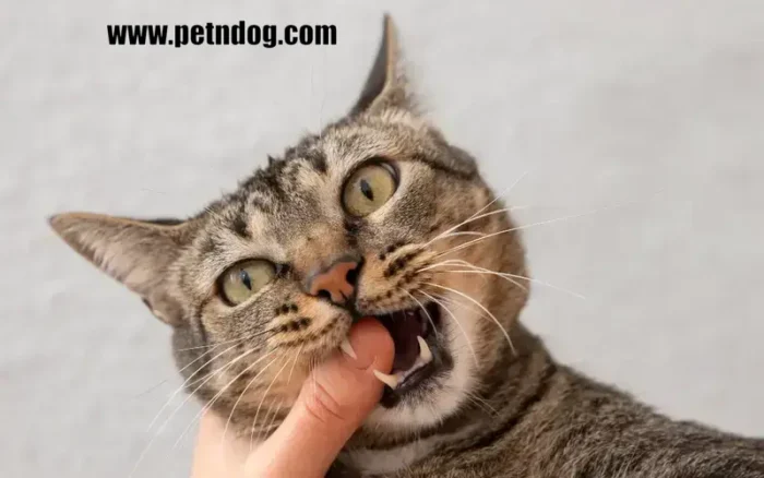 My Cat Lick Me Then Bite Me