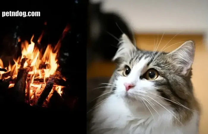 Can Cats See Fire