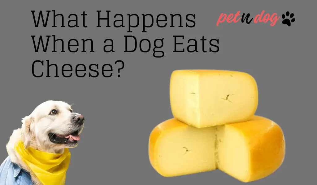 What Happens When a Dog Eats Cheese