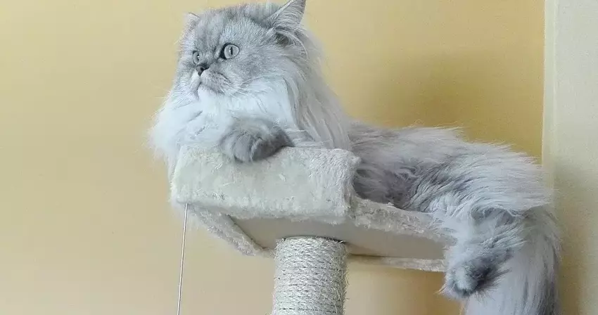 Persian Cat Hair Dangerous to Humans