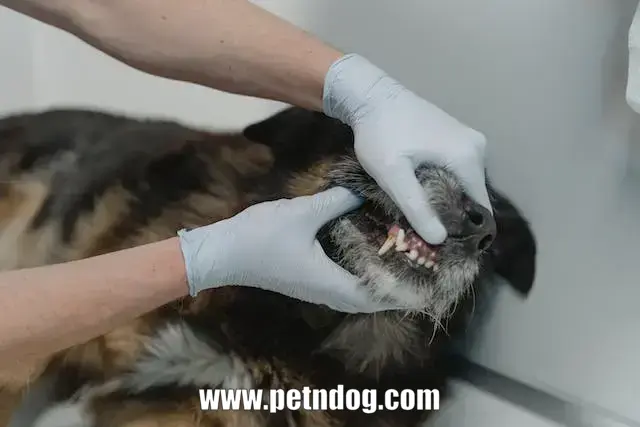 Clean Dog Teeth with Baking Soda