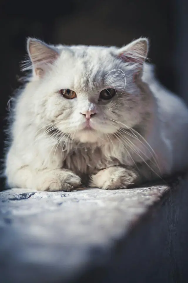 Persian Cat Hair Dangerous to Humans