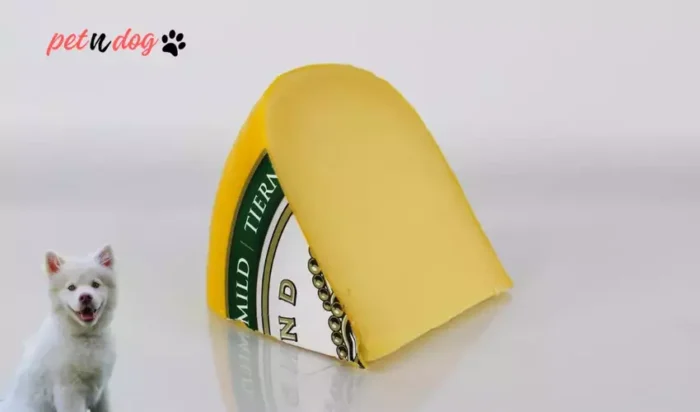Dogs Eat Gouda Cheese