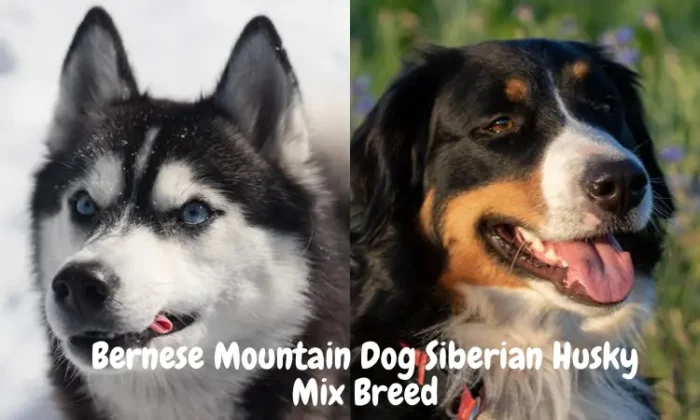 Bernese Mountain Dog Siberian Husky Mix