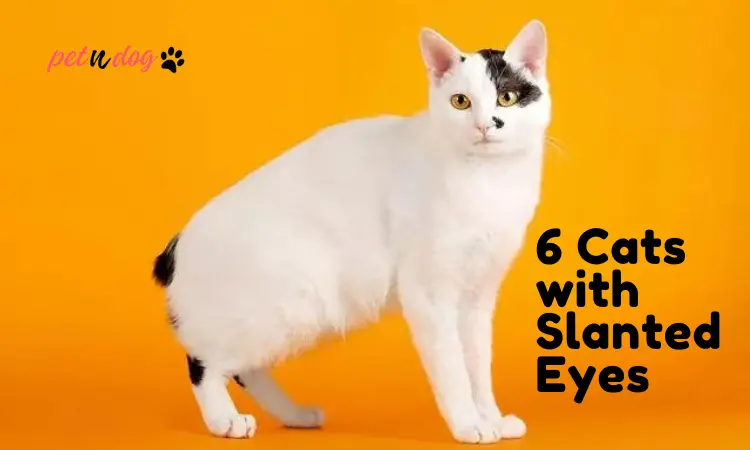 Cats with Slanted Eyes