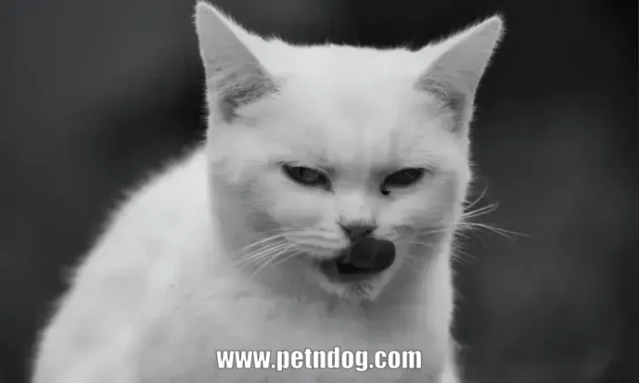 Cat Licking Lips and Shaking Head