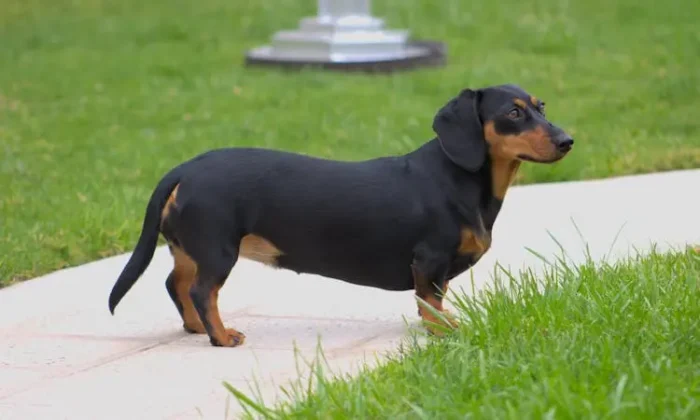 Dachshunds are the worst breed