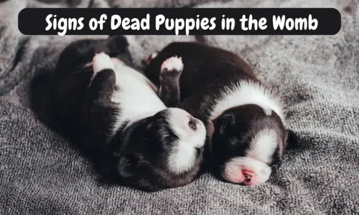 Signs of Dead Puppies in the Womb