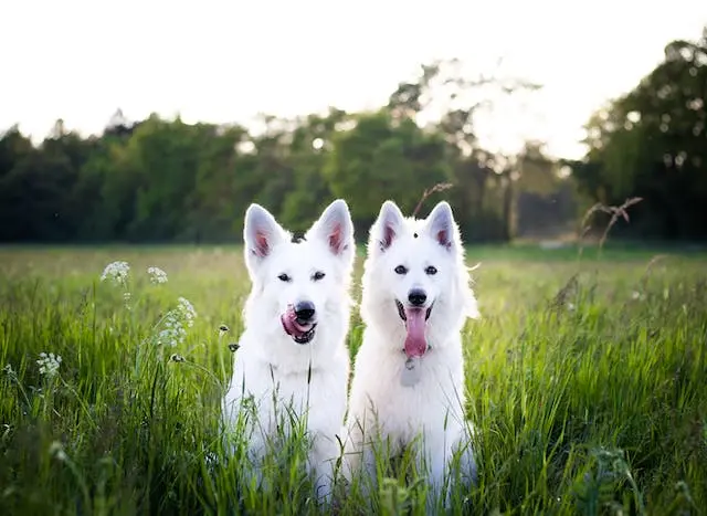 Breed Brother And Sister Dogs