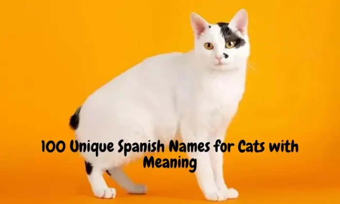 Unique Spanish Names for Cats